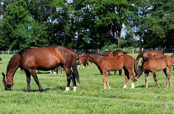 Pasture Fun